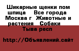 Шикарные щенки пом шпица  - Все города, Москва г. Животные и растения » Собаки   . Тыва респ.